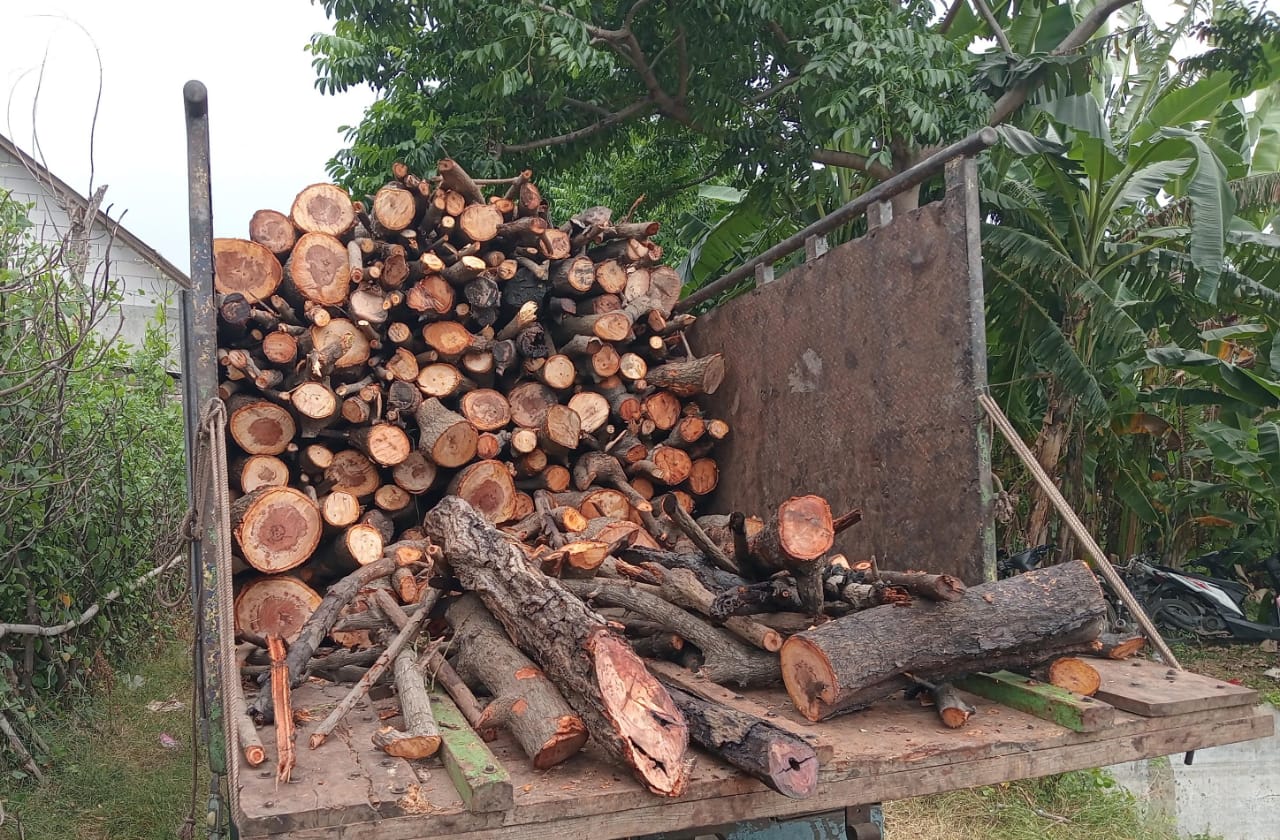 Penebangan Mangrove di Sumberasih Picu Kekhawatiran Warga, Ancaman Banjir Rob Mengintai
